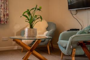 米洛韦格Carters Rest Guesthouse的坐在两把椅子旁的玻璃桌旁的盆栽植物