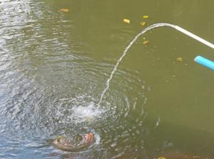 奥兰布拉Chalé no campo的水中被钩到一根杆上的鱼