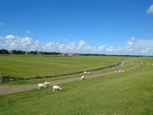 OosterendDe Oostkamer; Eiland appartement naast natuurgebied Boschplaat的一群羊在绿色的田野里放牧