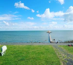 OosterendDe Oostkamer; Eiland appartement naast natuurgebied Boschplaat的牧羊在海边的草上放牧