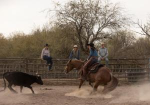 威肯勃格Kay El Bar Guest Ranch的一群骑着马和牛的人在牛群中骑着牛
