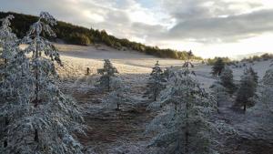 兹拉蒂博尔兹拉蒂博尔普里维亚度假屋的一群雪覆盖的树木在田野里