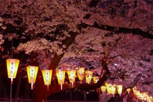 东京东京日暮里奥维力胶囊旅馆的一排灯在一棵树下,樱花开花