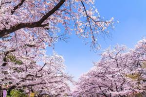 东京东京日暮里奥维力胶囊旅馆的一群树上花粉红