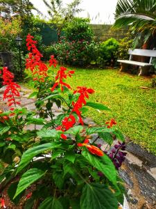 康提Barefoot Inn Kandy的花园里的一束红色的鲜花,有长凳