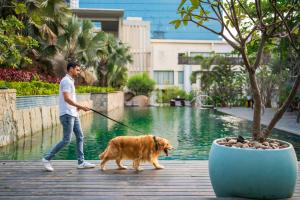 海得拉巴海得拉巴加池波利凯悦酒店的一个人在游泳池前走狗