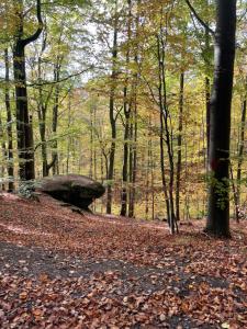 Hexenhüsli Waake的林中一条有树叶的小路