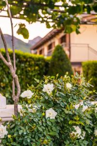 阿杰罗拉神圣海岸酒店的建筑前的灌木丛,花白色