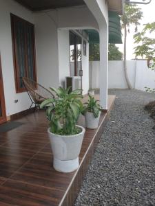 阿克拉Beautiful House Spintex Road Accra的坐在房子门廊上的三株盆栽植物