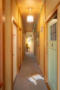 由布市阿西日式旅馆的一只橙色和白色的猫躺在走廊的地板上