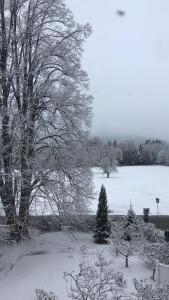 旧天鹅堡始于1901年的阿尔布雷希特住宿加早餐旅馆的一座有树和田野的雪地覆盖的院子