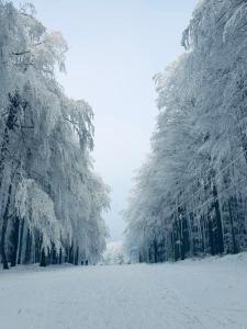 佩济诺克HOTEL GALERIA PEZINSKA BABA的一片大地里积雪覆盖的一排树木