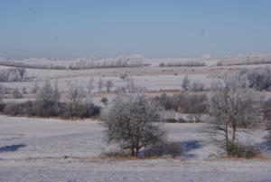 WilkanówDom z widokiem - Wilkanów 184的田野上的两棵树,地上有雪