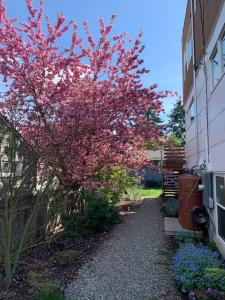 西雅图LEED Platinum Green Home Getaway的一座建筑物旁一棵有粉红色花的树