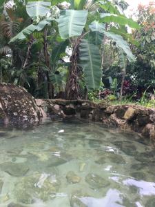 帕拉蒂Terras de Maria Bonita的水池里有一棵棕榈树
