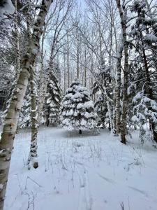 Les Éboulements松树下度假屋的森林中间的雪覆盖的圣诞树