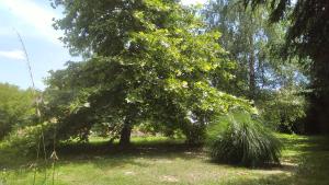 KapeleCamping with your own tent, Camp Eucalyptus的田野中间的树