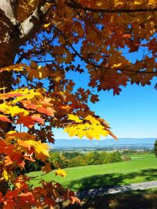 MontilliezL'essentiel的秋叶树下的景色