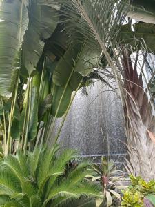 开罗Sheraton Ocean 803 - Private apartments的花园中一束植物,有一个喷泉