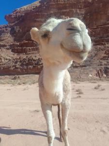 瓦迪拉姆Blue Camel的站在沙漠中的骆驼