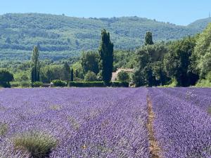 ReillanneGîte Le Tramontane Meublé de tourisme 4 étoiles Le Moulin de Prédelles的紫色薰衣草,有树在后边