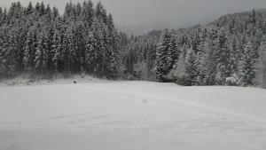 奥贝劳舒瓦格霍夫膳食公寓的一片满是一束树木的雪地