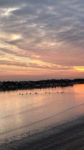 里米尼罗萨蒂酒店的日落时分水中一群鸟