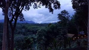 Ban Pha Saeng Langภูริรักษ์ โฮมสเตย์的享有森林树木和山脉的美景