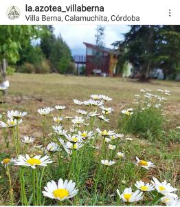 坎伯雷塔La Azotea cabañas & suites的一块田野上的白色花