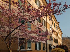 梅拉诺Central Suite Meran的一座建筑物前有粉红色花的树