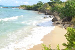 卢西Jamaica Tranquility的一片拥有海洋和树木的沙滩