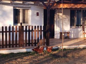 GójarCasa de Campo Los Manueles Ideal Perros Pet Friendly的两只鸡站在房子前面