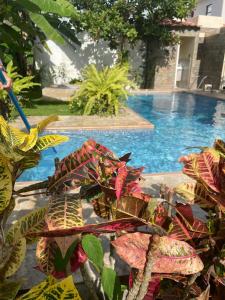 埃斯梅拉达斯Departamento en Esmeraldas的游泳池旁植物的景色