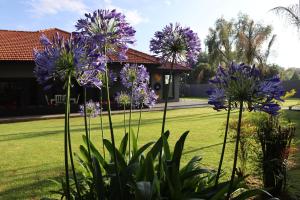 韦尔科姆Villa Grande Luxury accommodation的院子里一群紫色的花