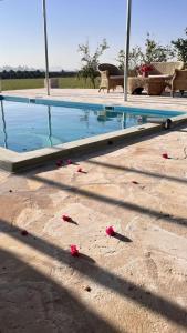 Madain Salehشاليه الفاخريه的地面上一个拥有红色玫瑰花瓣的游泳池