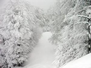 皮索德里Eleni's Guesthouse的一条穿过森林的雪覆盖的小径
