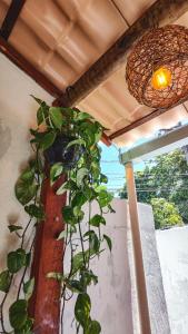 阿拉亚尔达茹达Tiwá Hostel - Próximo ao mirante das fitas e Mucugê的墙边的植物正在生长