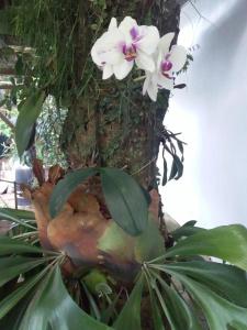 里约达欧特拉斯EL CALEUCHE的鸟坐在树上,花在树上
