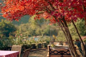 阳朔阳朔云舞度假酒店的鸟笼坐在树旁的椅子上