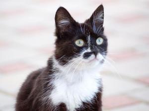 FreiamtGrub-Daniel-Hof的一只黑白的猫,眼睛绿