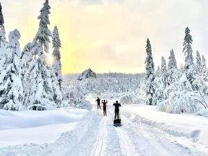 康斯博Ro i sjelen. Hytte til leie på Skrim.的三人在雪覆盖的路上滑雪,那里有树木