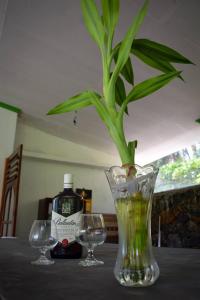 拉特纳普勒Green Leaf Holiday Bungalow的玻璃杯桌子上装有植物的花瓶