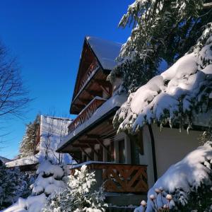 扎科帕内维拉米提亚旅馆的雪中小屋,有雪覆盖的树木