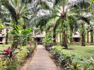考索考索棕榈花园度假酒店的棕榈树和鲜花花园中的一条小径