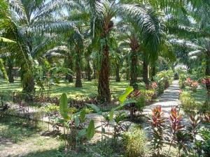考索考索棕榈花园度假酒店的种有棕榈树和小径的花园