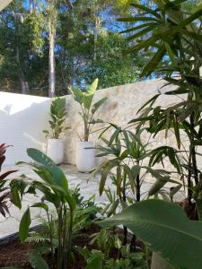麦夸里港Tallowwood House Luxury Bed & Breakfast的两株白盆植物,坐在石墙上