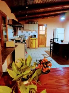 圣卡洛斯-德巴里洛切Cuatro Cerros Hostel的厨房配有木桌上的盆栽植物
