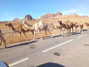 廷吉尔Auberge Hostel Traditionnel的一群骆驼穿越沙漠的一条道路