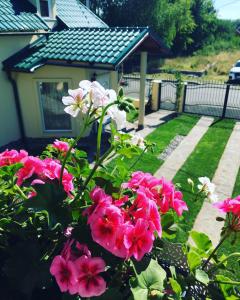 舒加塔格盐矿镇Casa Moldovan ( Coltisorul meu de rai)的院子里的一束粉红色的花