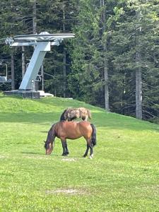 莫济列Primorka Golte的两匹马在草地上放牧